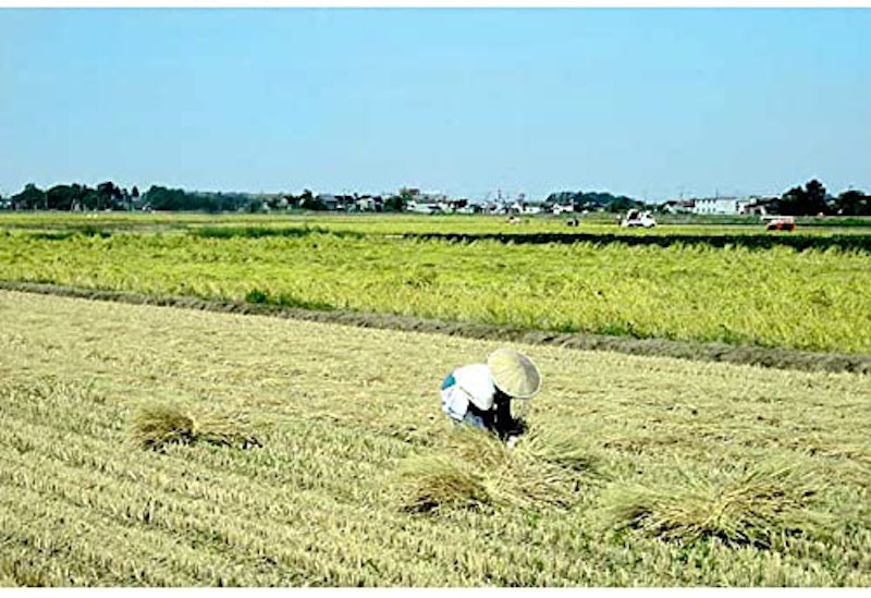 新潟県産 コシヒカリ 4