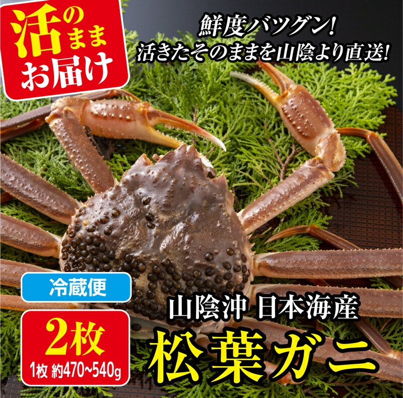 山陰沖日本海産 松葉ガニ 2