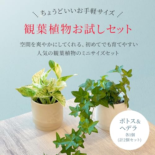ポトス 3寸 ＆ アイビー 3寸 2個セット 3