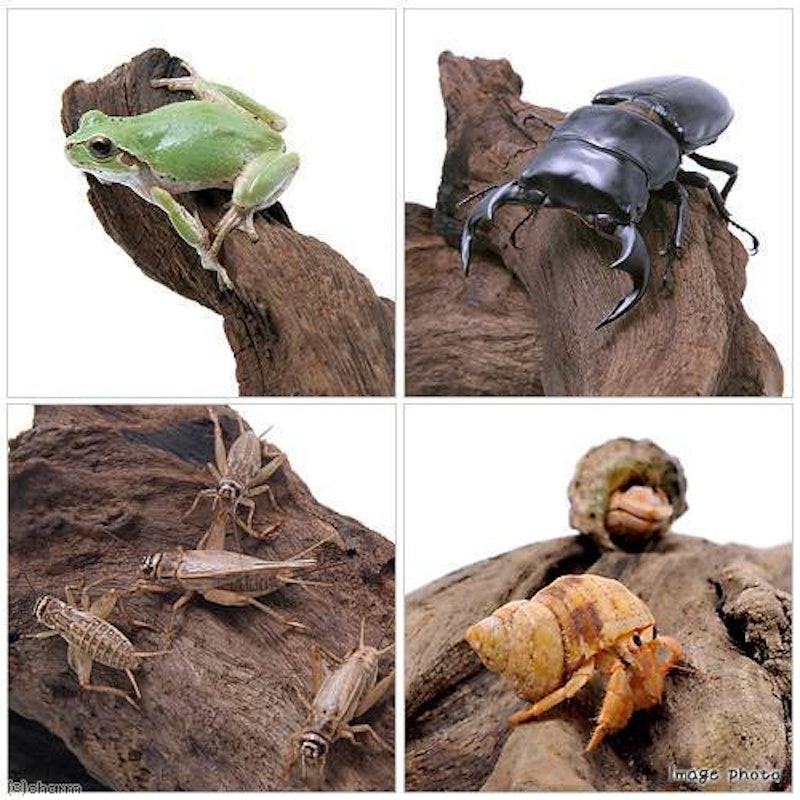 形状お任せ 爬虫類昆虫オカヤドカリディスプレイ用流木 2
