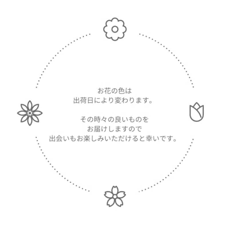 スプレーカーネーション 4