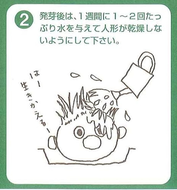 イタリアンライグラス(牧草)の楽しい栽培キット のび~るくん 6