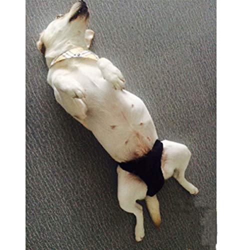 犬用おむつ 3