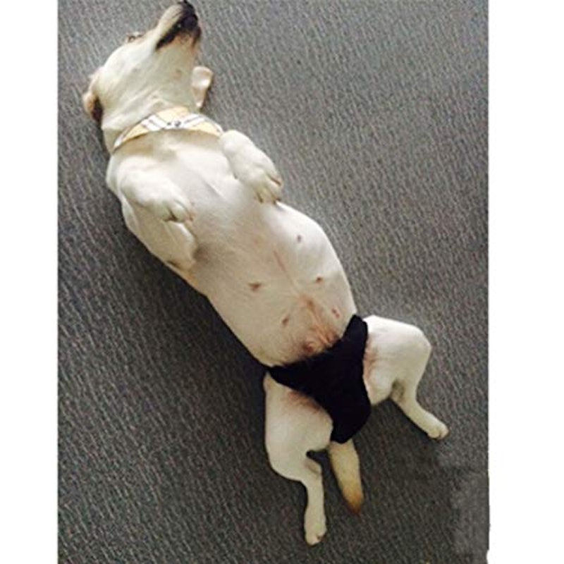 犬用おむつ 3