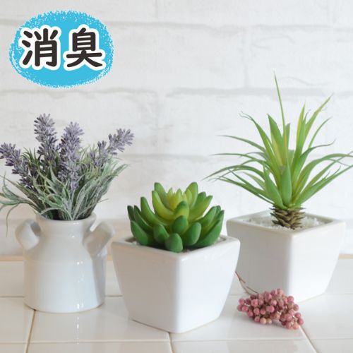 トイレ向きの観葉植物のおすすめ人気ランキング【2026年6月】 2