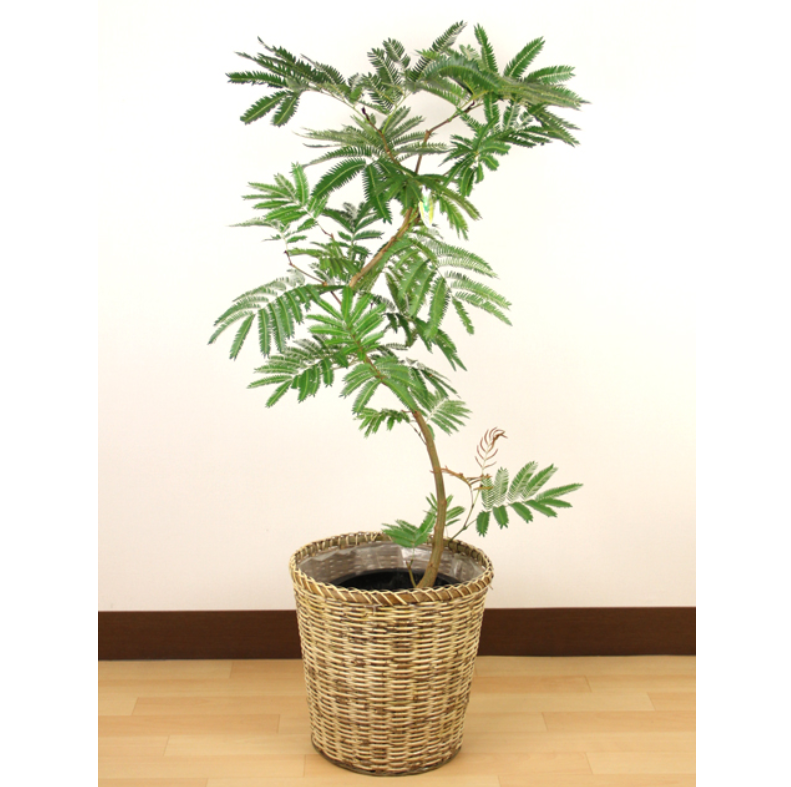 ★エバーフレッシュ★ 太木　葉たくさん　バランス良い　おすすめ　高さ110cm ☆エバーフレッシュ☆ 太木 葉たくさん バランス良い おすすめ