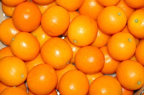 宮崎産完熟 きんかん たまたま 2