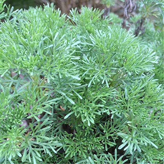 22年 虫除け用ハーブの鉢のおすすめ人気ランキング9選 Mybest 22年 虫除け用ハーブの鉢のおすすめ人気ランキング9選 Mybest