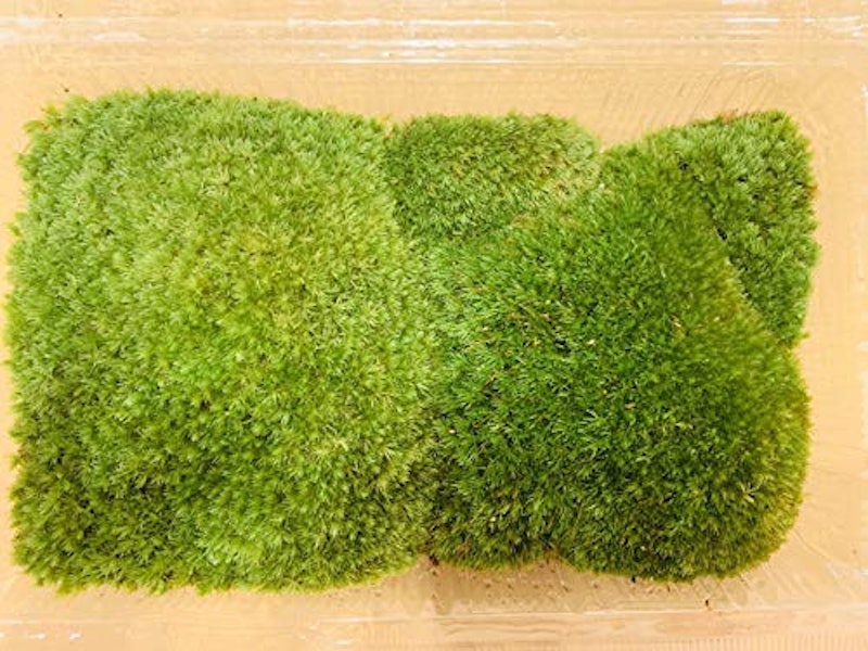 山苔 2