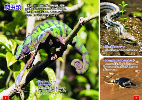 動物のクイズ図鑑 3