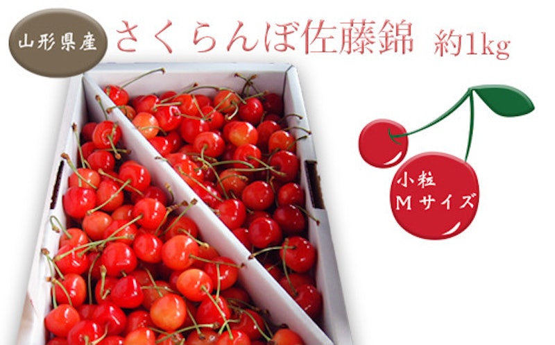秀品 さくらんぼ佐藤錦 1