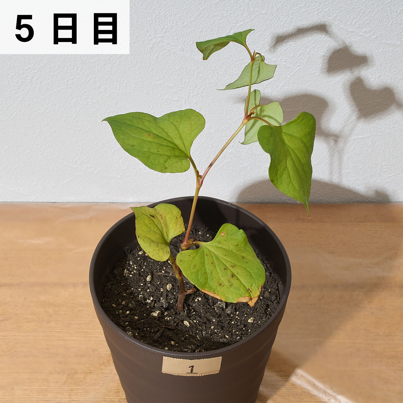 速効除草剤 9