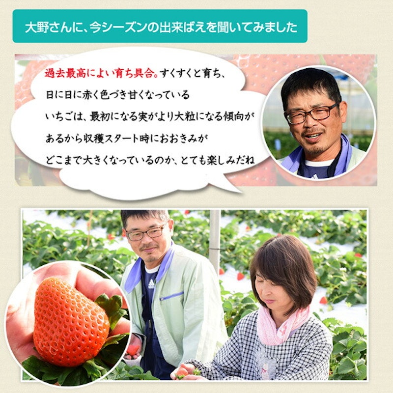 宮崎産高級いちご「おおきみ」超特大9粒 9