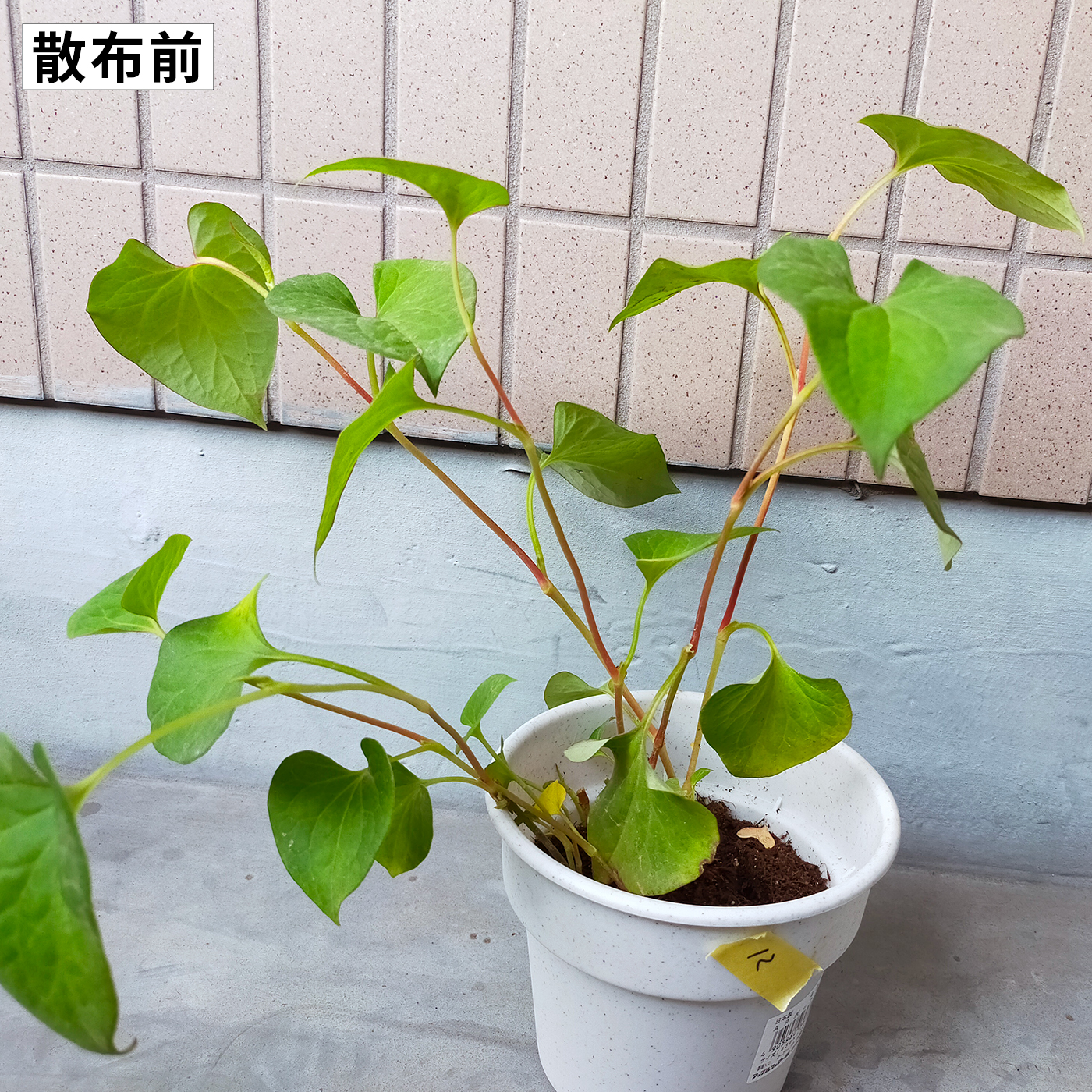 ザクサ液剤 4