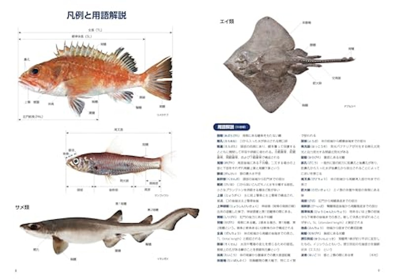 日本の深海魚図鑑 3