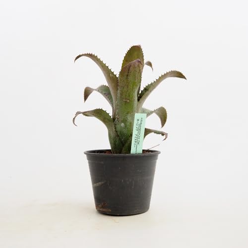 5000円★レア 5 コンニャク芋　鉢植え　7号　観葉植物　あかぎ　珍しい植物 珍しい観葉植物のおすすめ人気ランキング【2026年5月】 | マイベスト