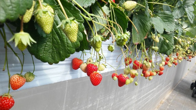 21年 関東近郊のイチゴ狩りスポットおすすめ人気ランキング選 食べ放題 持ち帰りもok Mybest 21年 関東近郊のイチゴ狩りスポットおすすめ人気ランキング選 食べ放題 持ち帰りもok Mybest