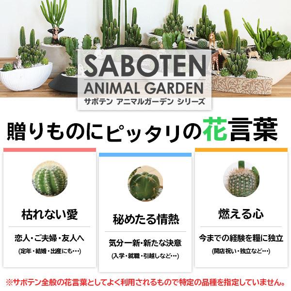 サボテンギフト 7