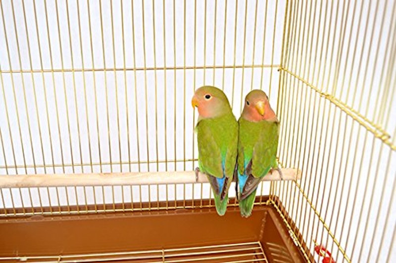 鳥かご 4