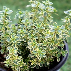 22年 ハーブ初心者向け苗のおすすめ人気ランキング10選 Mybest 22年 ハーブ初心者向け苗のおすすめ人気ランキング10選 Mybest