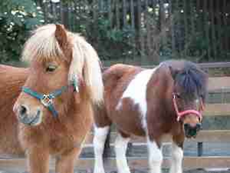 代々木ポニー公園 1