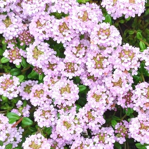 クリーピングタイム 1