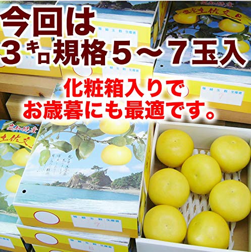 ハウス文旦 高知産 4