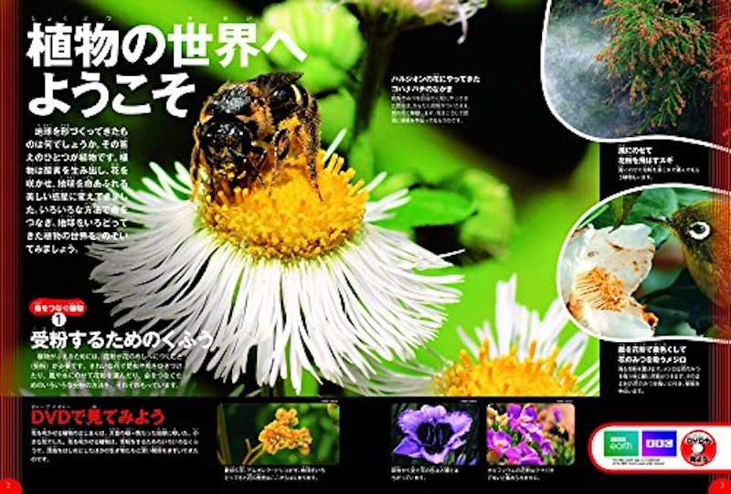 植物 4