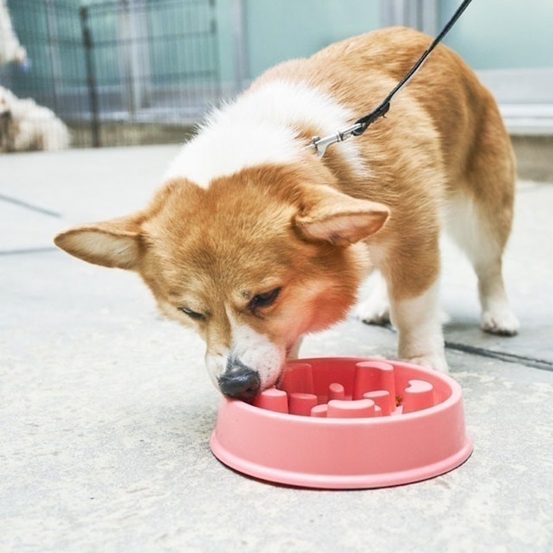 徹底比較 犬用早食い防止食器のおすすめ人気ランキング10選 効果が高いのはどれ Mybest