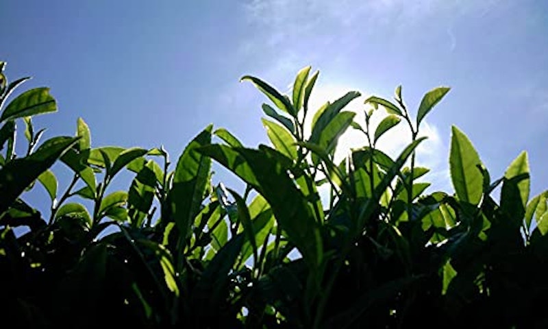 焙煎和紅茶〜Ten〜天 7