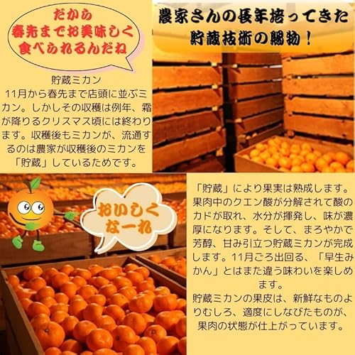 三ヶ日みかん 3