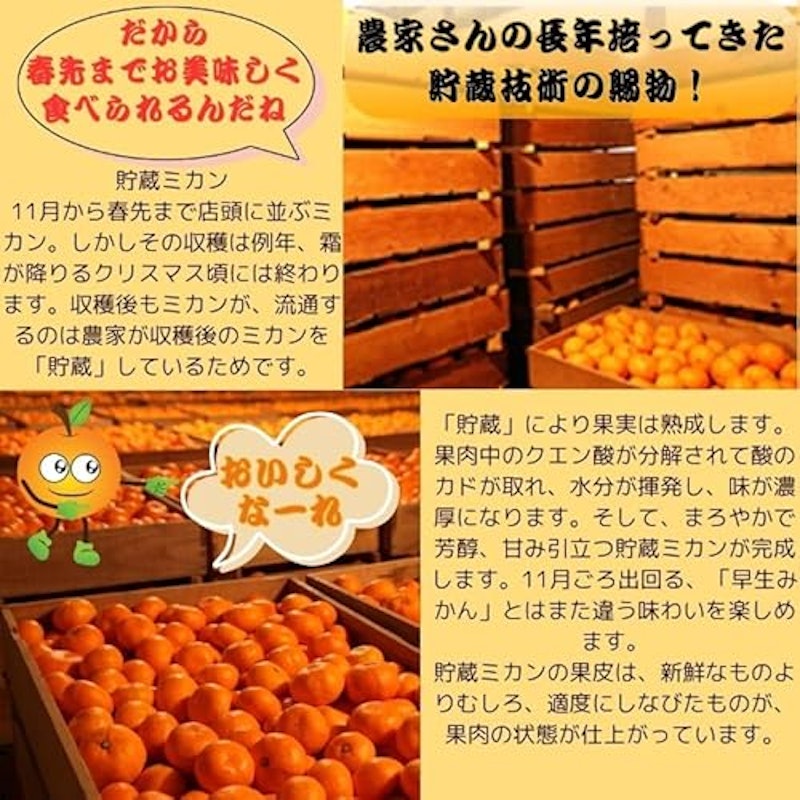 三ヶ日みかん 3