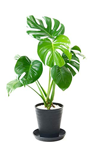 寝室向けの観葉植物のおすすめ人気ランキング【2026年6月】 5