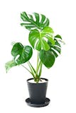 寝室向けの観葉植物のおすすめ人気ランキング【2026年6月】 5