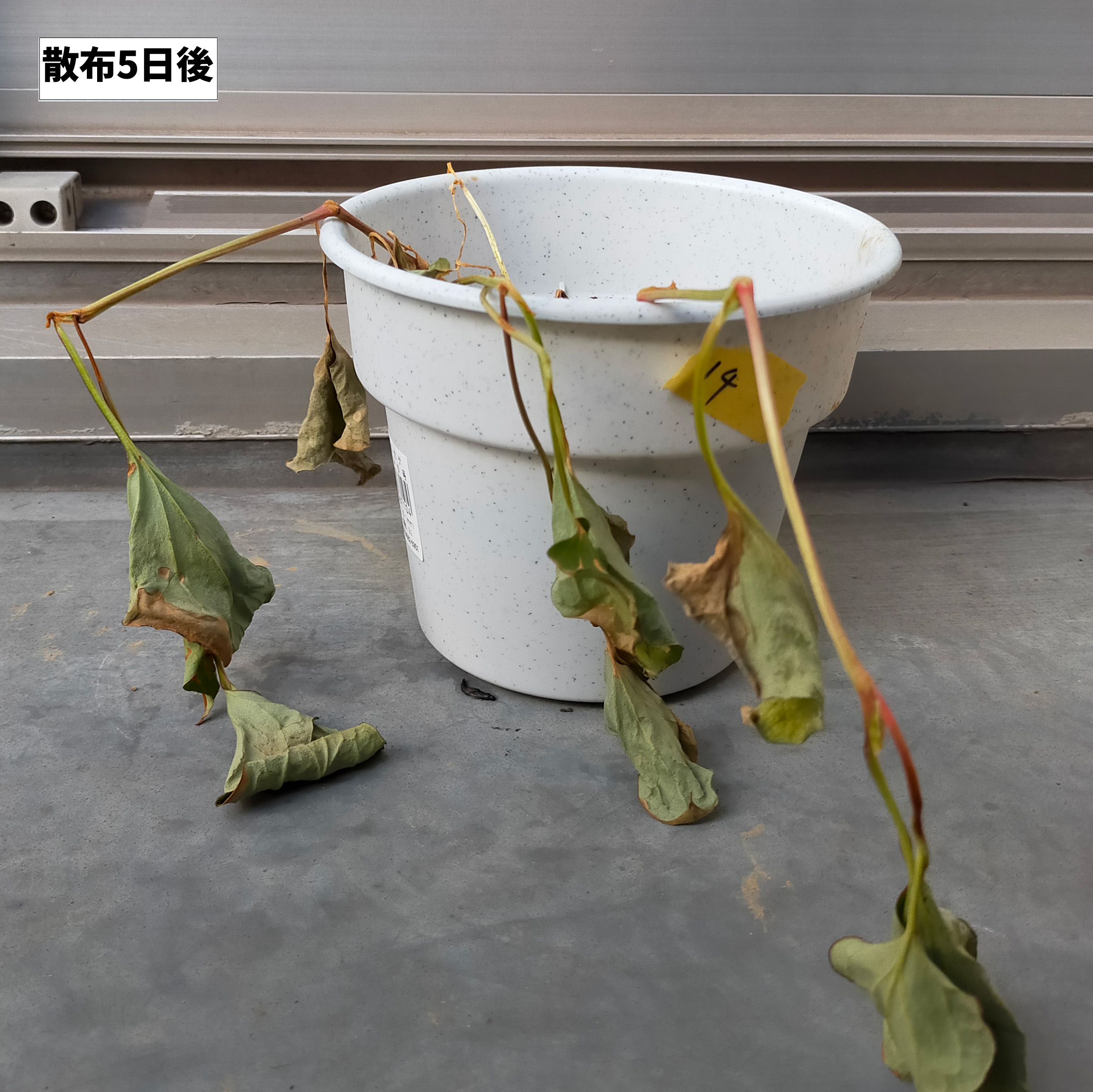 おうちの草コロリジョウロヘッド 5