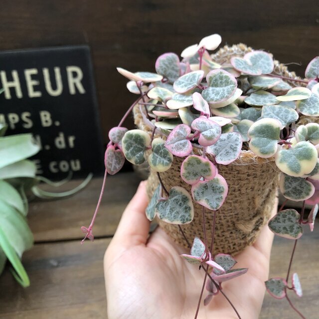 21年 多肉植物のおすすめ人気ランキング10選 Mybest