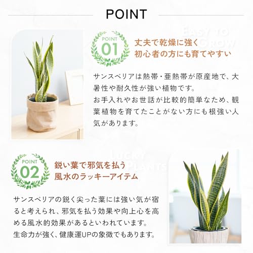 サンスベリア ホワイトバスケット 2