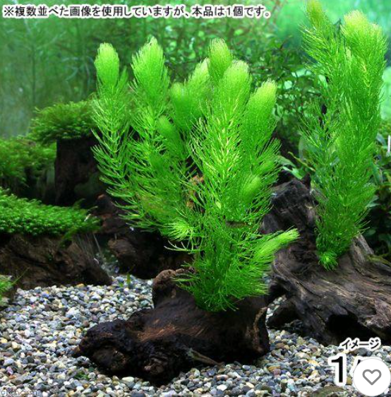 金魚に合う水草のおすすめ人気ランキング【2026年6月】 2