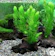 チャーム 水草 1