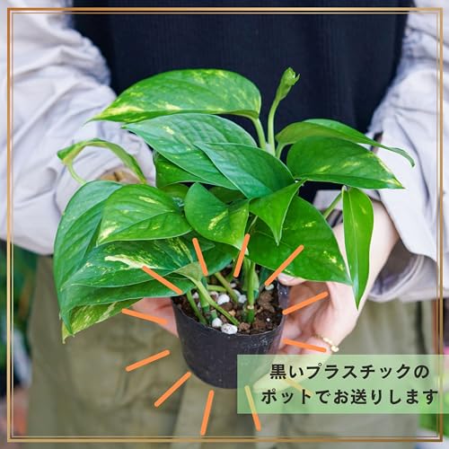 ポトス 4