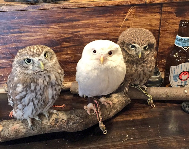 21年 東京都内のフクロウカフェのおすすめ人気ランキング10選 Mybest 21年 東京都内のフクロウカフェのおすすめ人気ランキング10選 Mybest