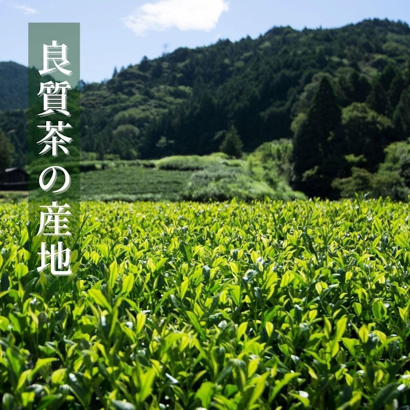 濃旨緑茶ティーバッグ 4