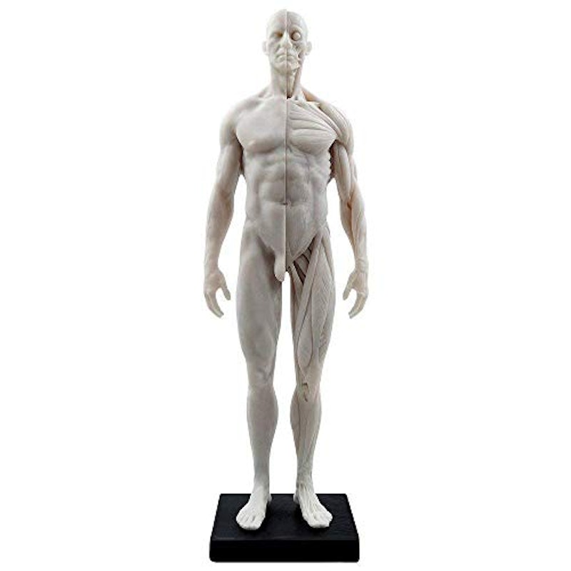 男性 人体モデル 人体模型 1