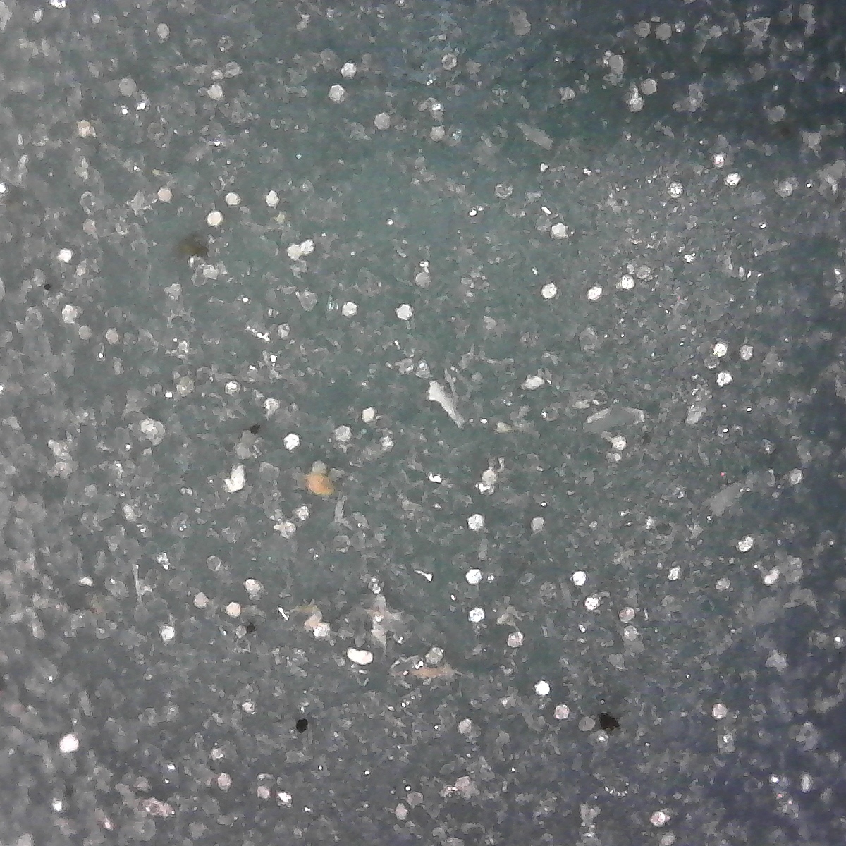 ベルベットスムーズ 電動角質リムーバーを全24商品と比較 口コミや評判を実際に使ってレビューしました Mybest