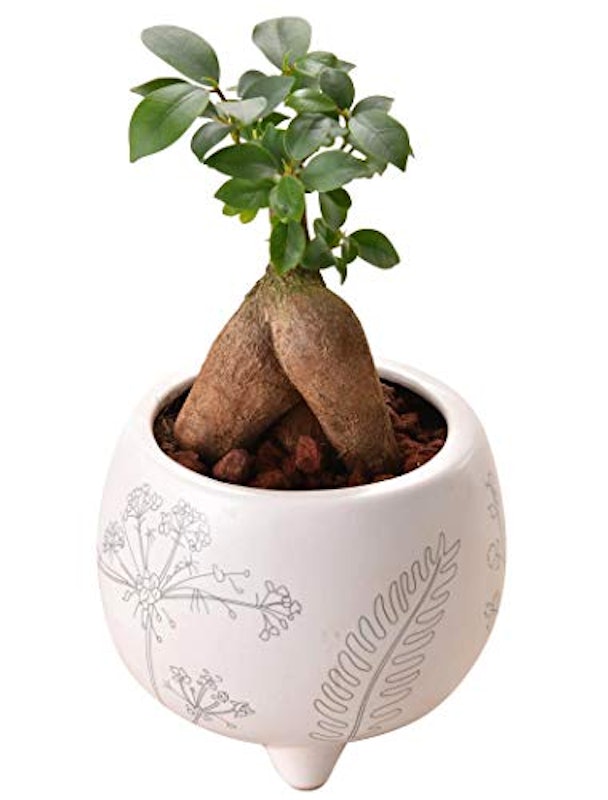 観葉植物のおすすめ人気ランキング28選 Mybest 観葉植物のおすすめ人気ランキング28選 Mybest