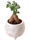 観葉植物のおすすめ人気ランキング【2026年6月】 4