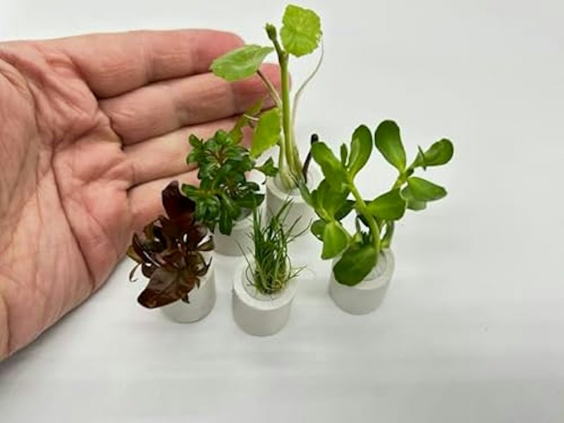 おまかせ 水草5種 1