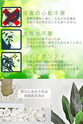 ストレリチア 4