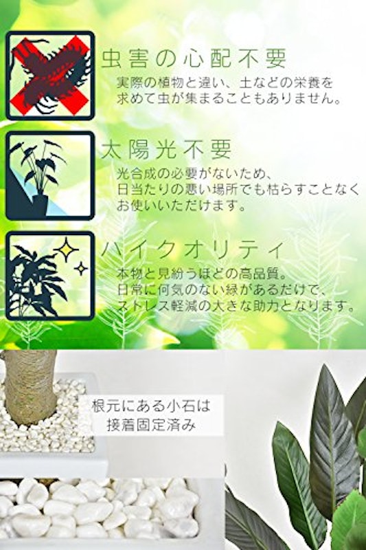 ストレリチア 4