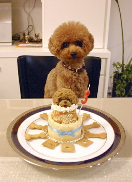 21年 犬用ケーキのおすすめ人気ランキング12選 Mybest